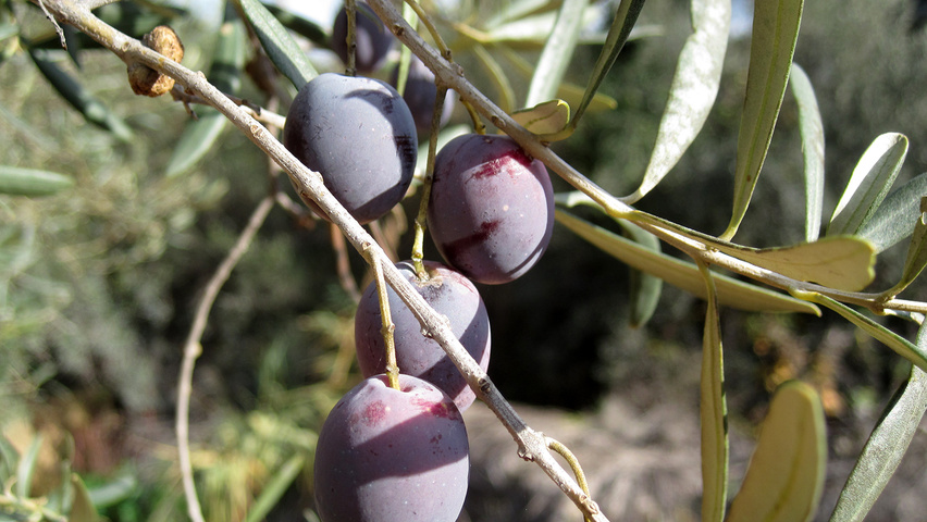 Olea europaea vrucht