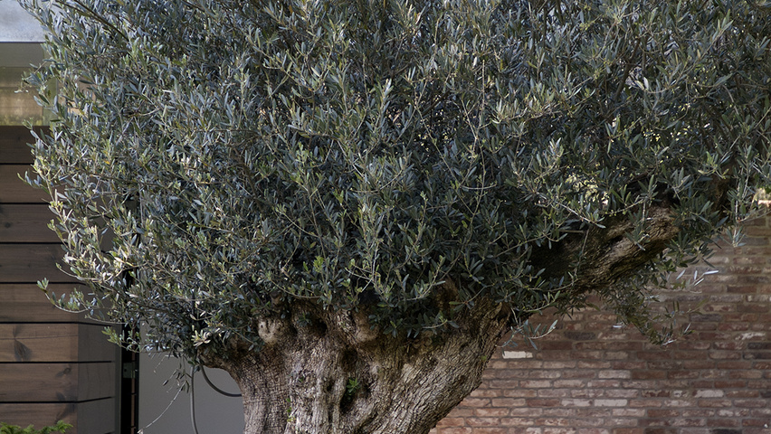 Olea europaea hoogstam
