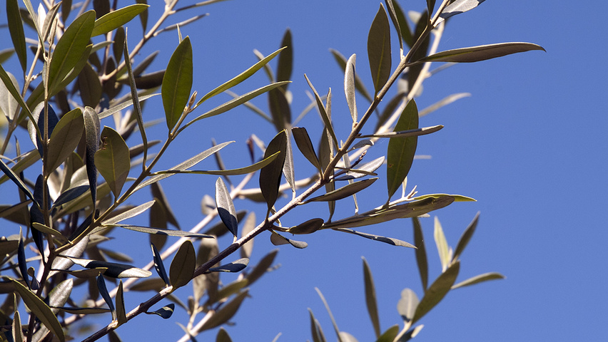 Olea europaea blad