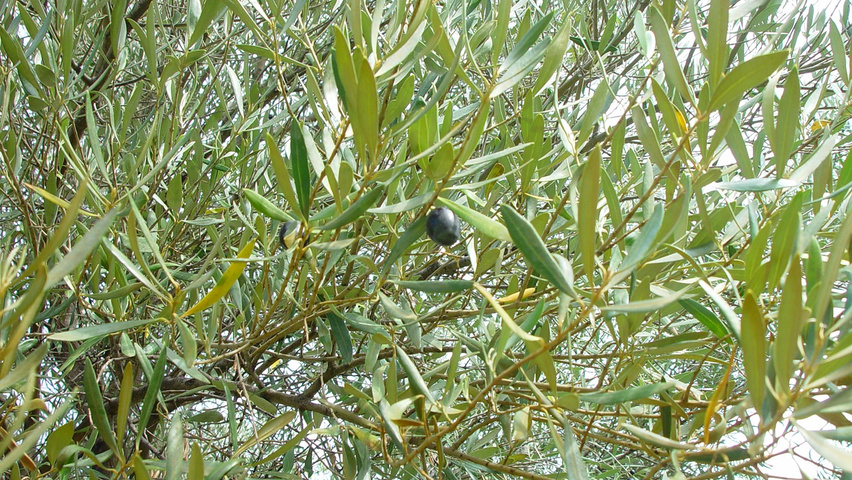 Olea europaea blad