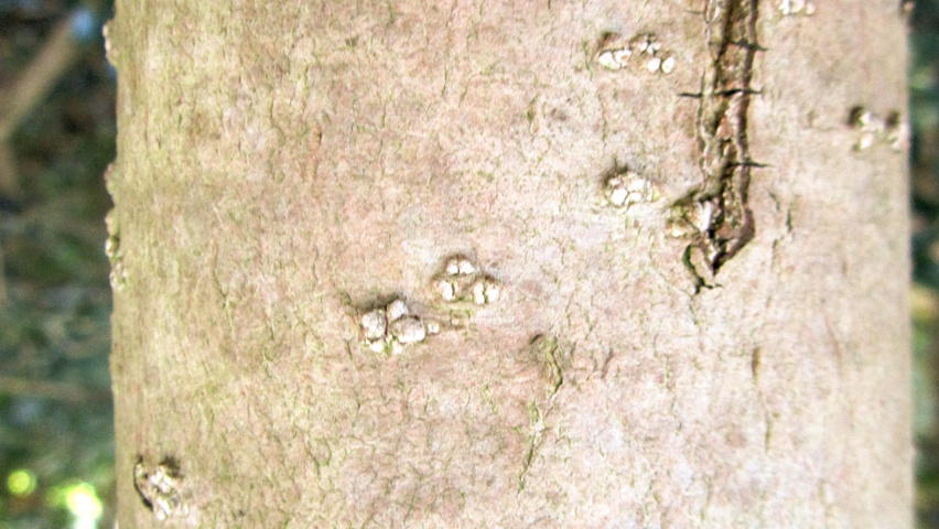 Osmanthus heterophyllus kora