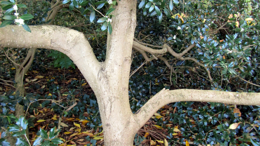 Osmanthus heterophyllus kora