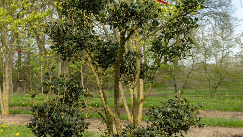 Osmanthus heterophyllus bonsai