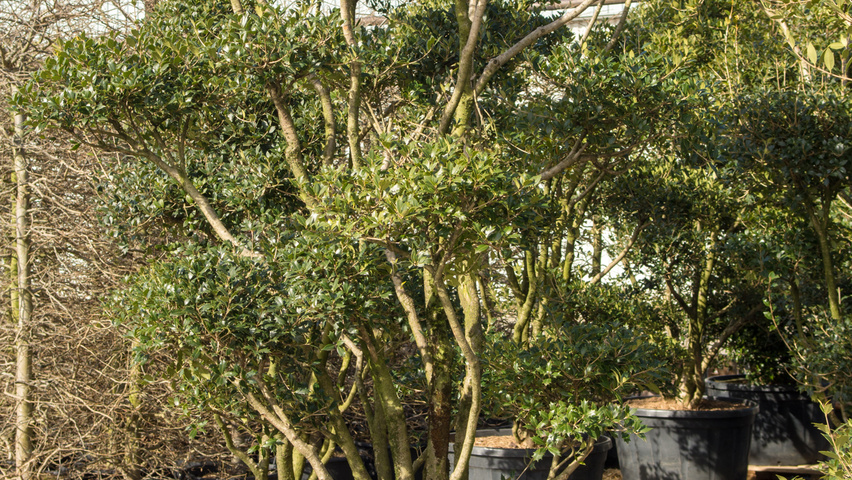 Osmanthus heterophyllus bonsai