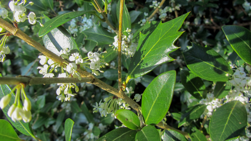 Osmanthus heterophyllus kwiaty