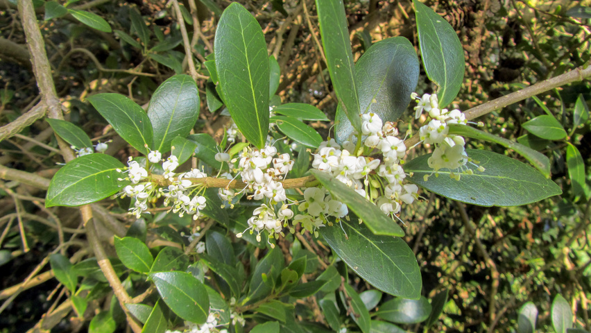 Osmanthus heterophyllus kwiaty