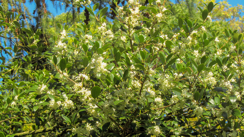 Osmanthus heterophyllus kwiaty