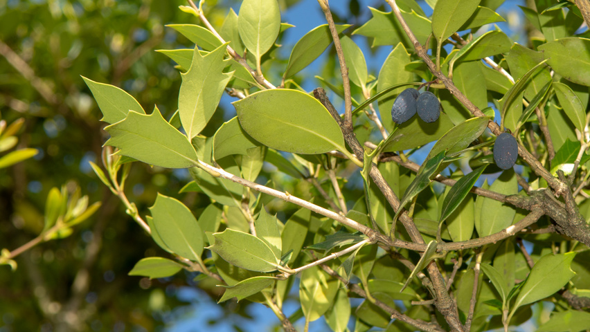 Osmanthus heterophyllus owoce