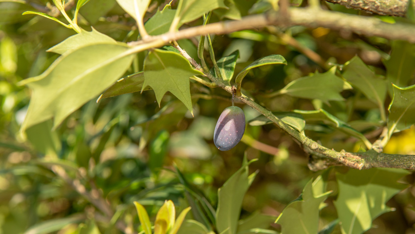 Osmanthus heterophyllus owoce