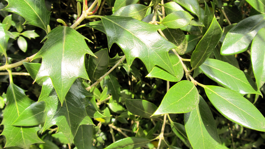Osmanthus heterophyllus liście