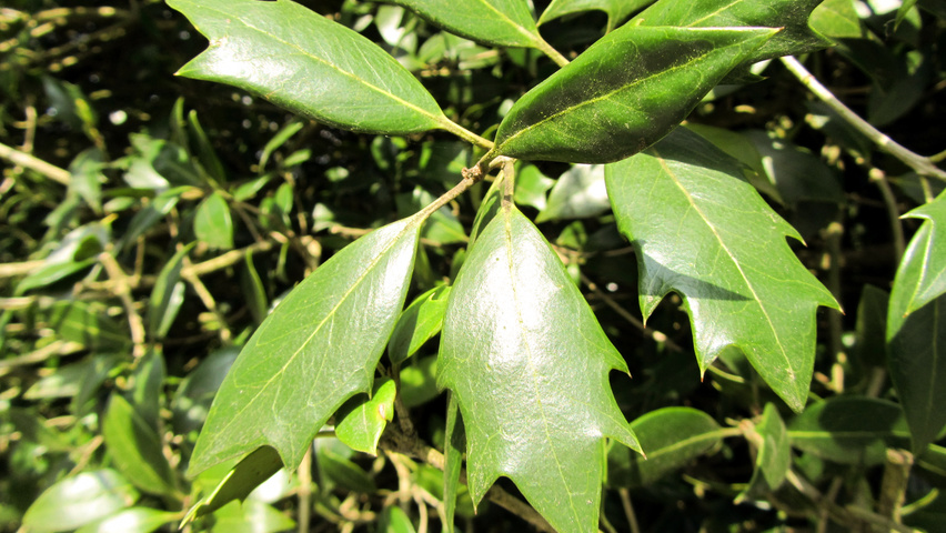 Osmanthus heterophyllus liście