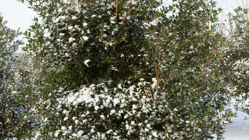 Osmanthus heterophyllus wielopniowy