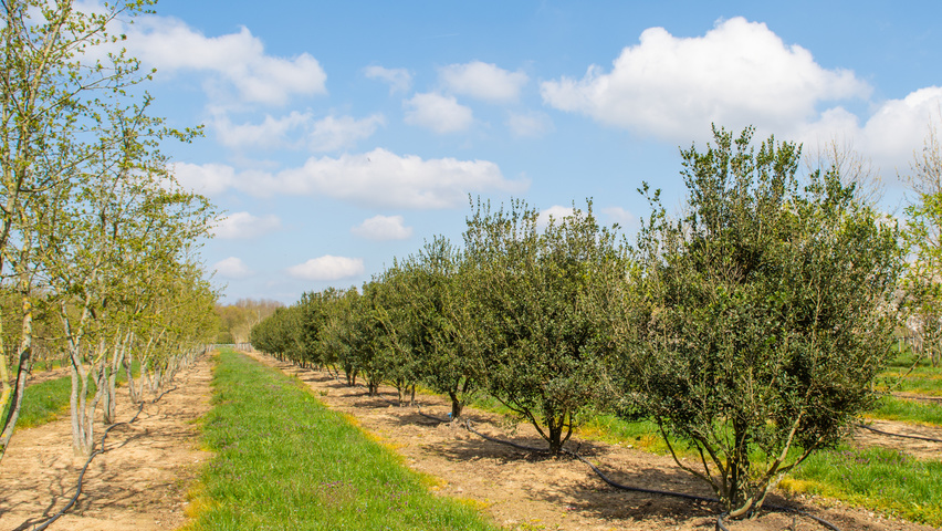 Osmanthus heterophyllus wielopniowy