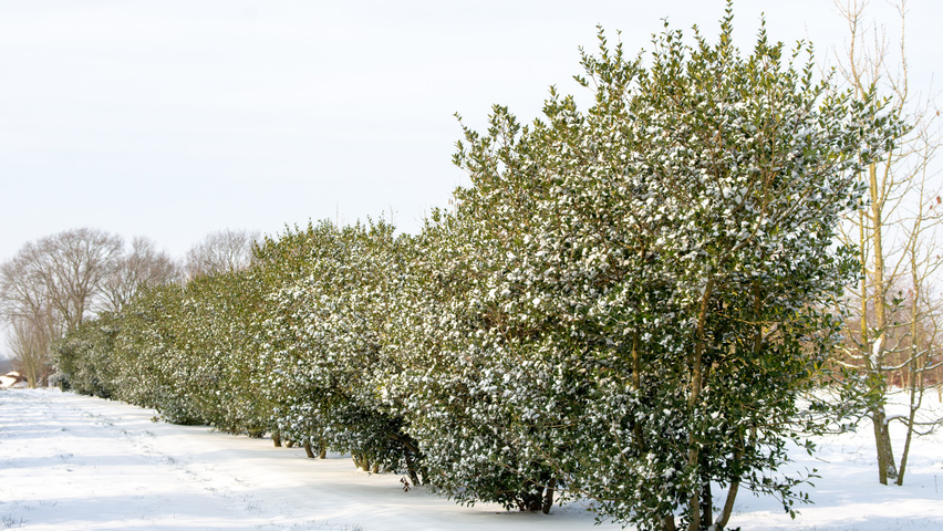 Osmanthus heterophyllus wielopniowy