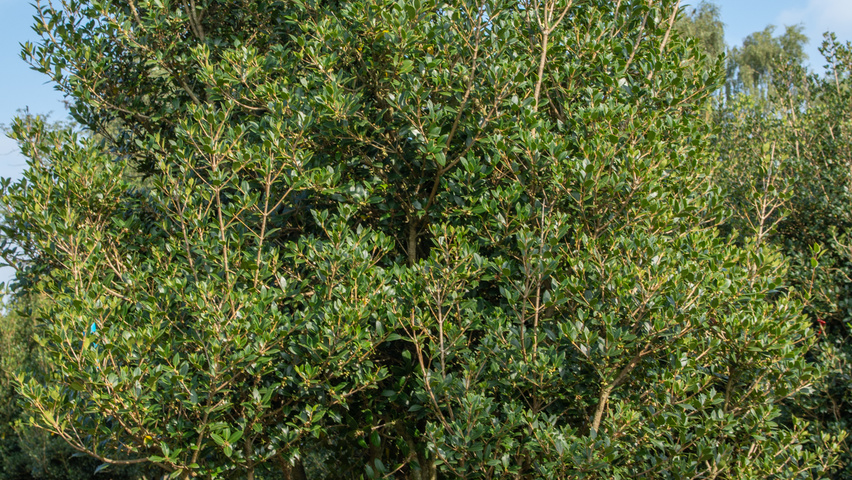 Osmanthus heterophyllus wielopniowy parasolowaty
