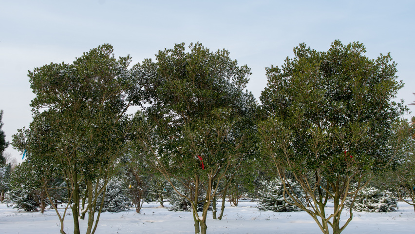 Osmanthus heterophyllus wielopniowy parasolowaty