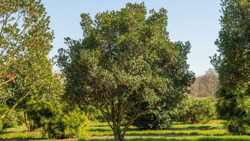 Osmanthus heterophyllus wielopniowy parasolowaty