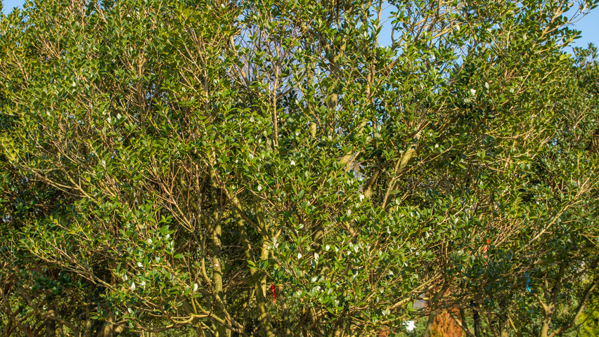 Osmanthus heterophyllus wielopniowy parasolowaty