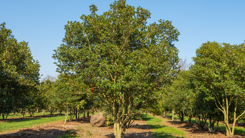 Osmanthus heterophyllus wielopniowy parasolowaty