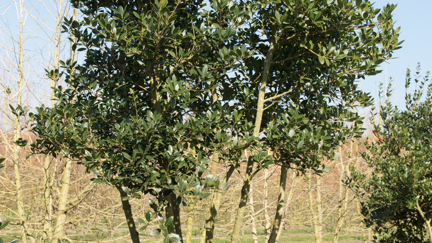 Osmanthus heterophyllus wielopniowy parasolowaty