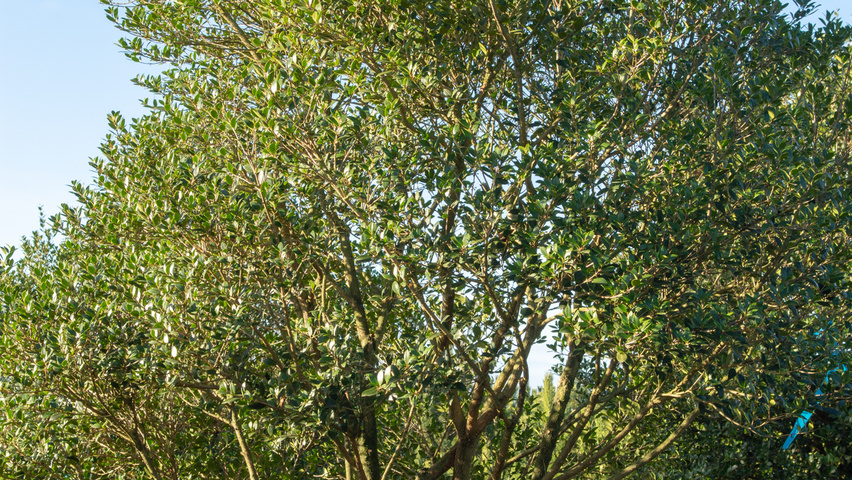 Osmanthus heterophyllus wielopniowy parasolowaty