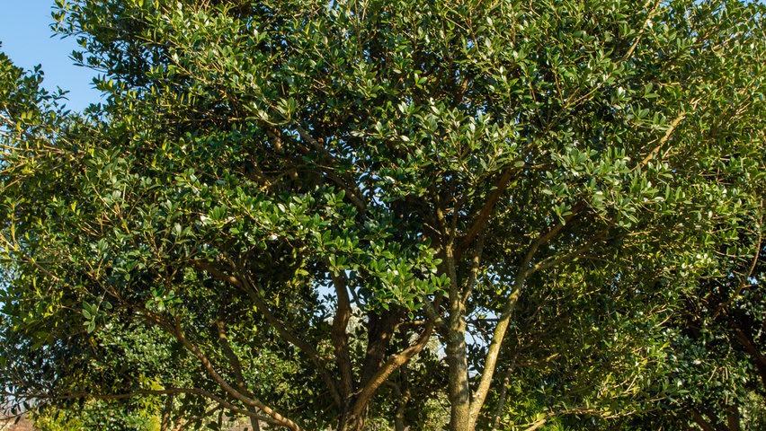 Osmanthus heterophyllus wielopniowy parasolowaty