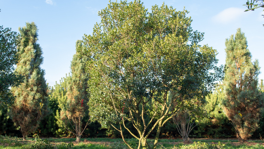Osmanthus heterophyllus wielopniowy parasolowaty