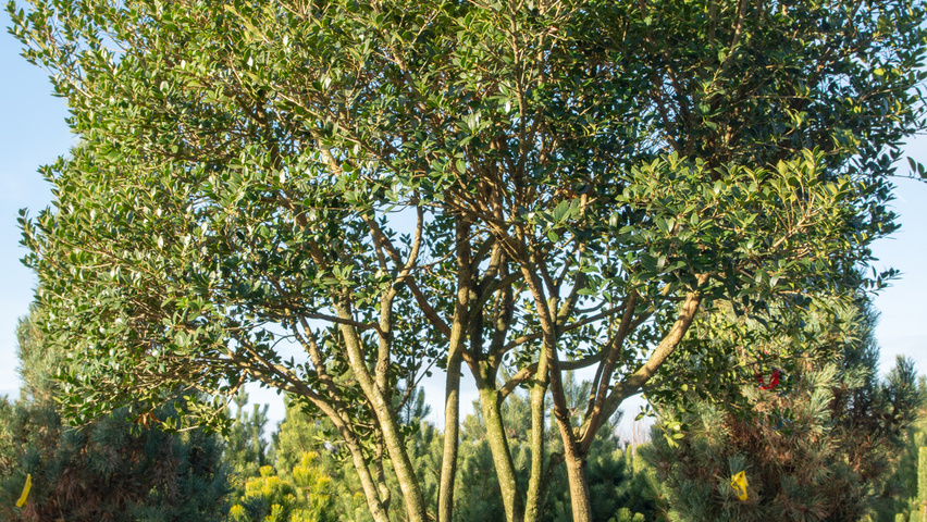 Osmanthus heterophyllus wielopniowy parasolowaty