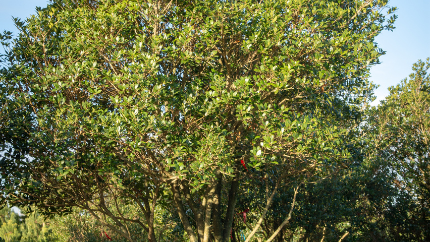 Osmanthus heterophyllus wielopniowy parasolowaty