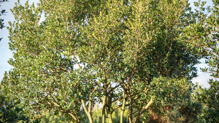Osmanthus heterophyllus wielopniowy parasolowaty