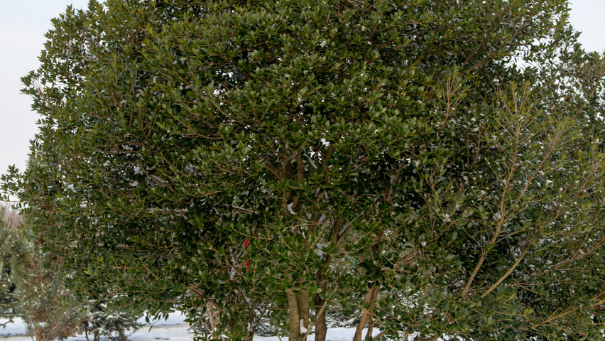 Osmanthus heterophyllus wielopniowy parasolowaty