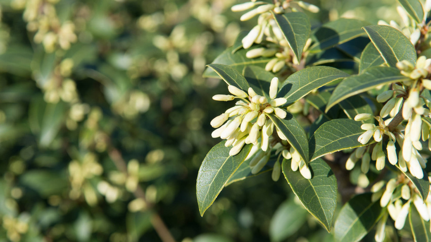 Osmanthus x burkwoodii fleurs