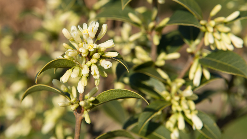 Osmanthus x burkwoodii fleurs