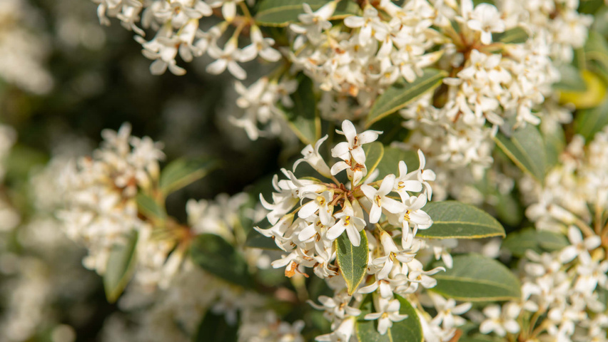 Osmanthus x burkwoodii fleurs