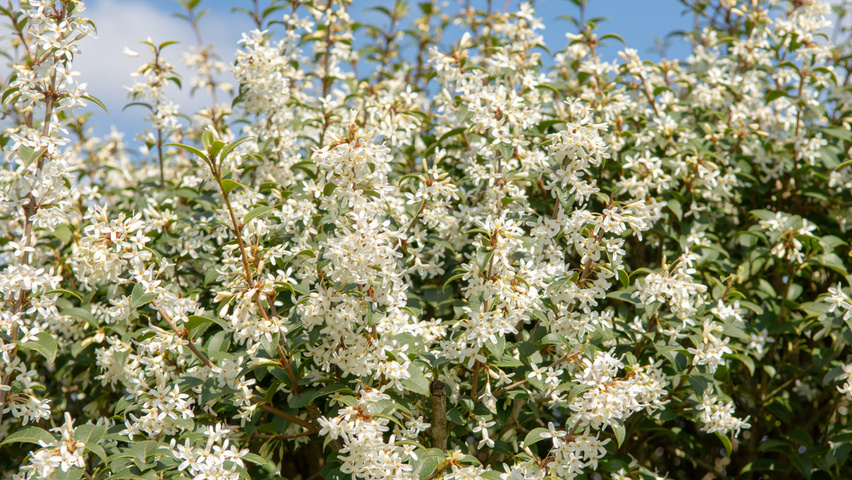 Osmanthus x burkwoodii fleurs