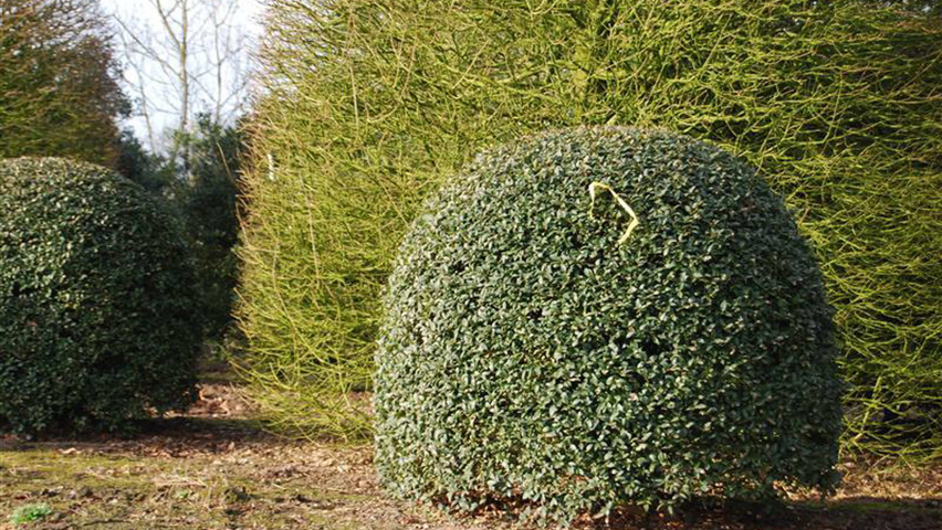 Osmanthus x burkwoodii boule