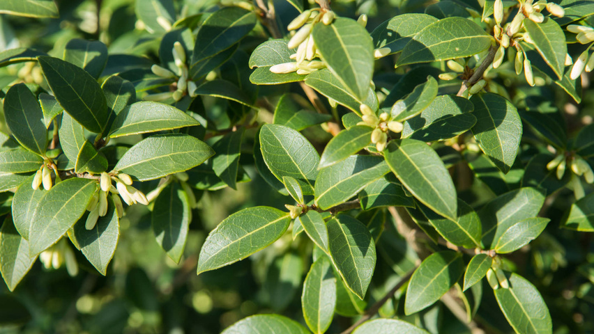 Osmanthus x burkwoodii Feuilles