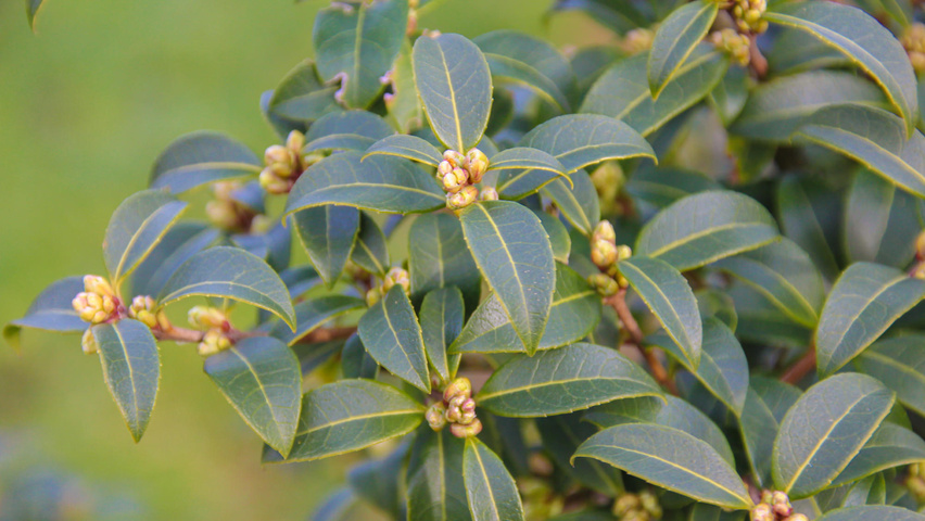 Osmanthus x burkwoodii Feuilles