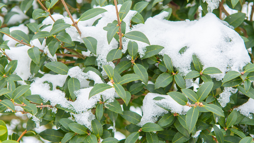 Osmanthus x burkwoodii Feuilles