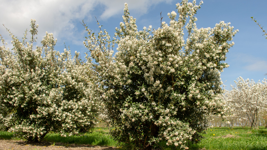 Osmanthus x burkwoodii multi-troncs
