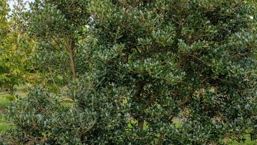 Osmanthus x burkwoodii multi-troncs