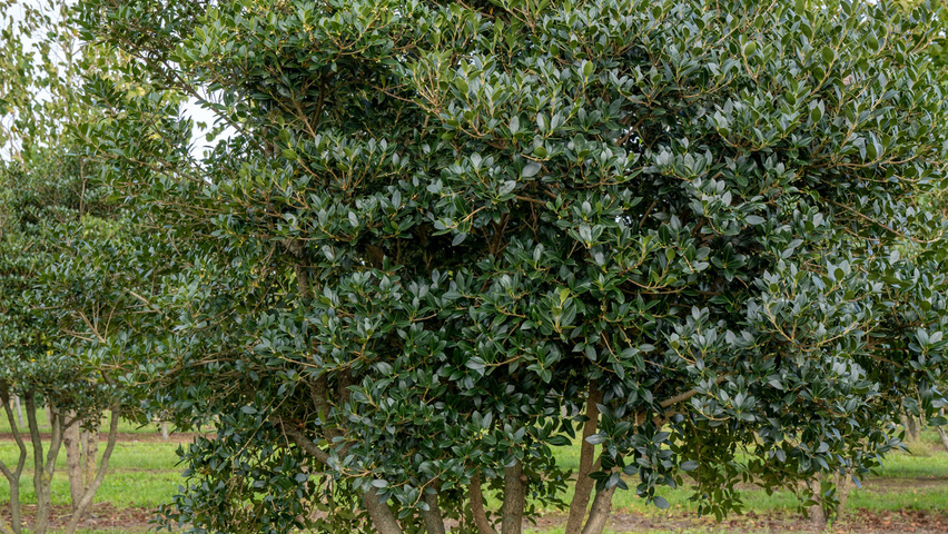 Osmanthus x burkwoodii multi-troncs