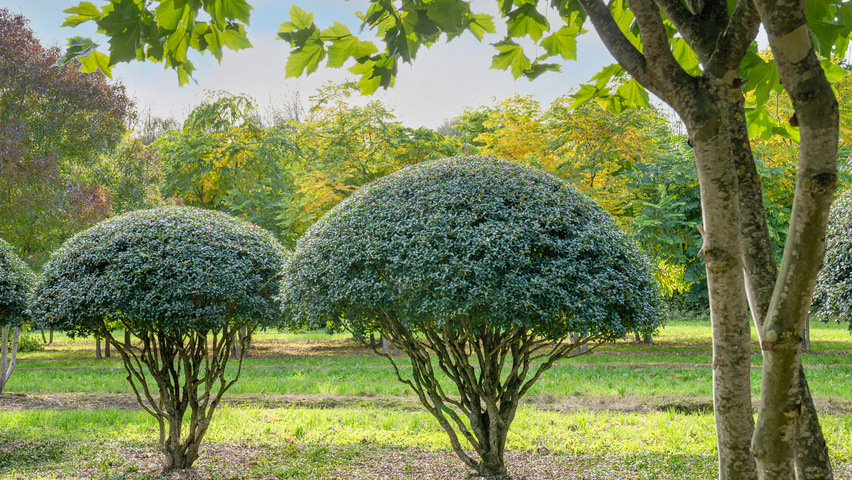 Osmanthus x burkwoodii multi-troncs forme parasol