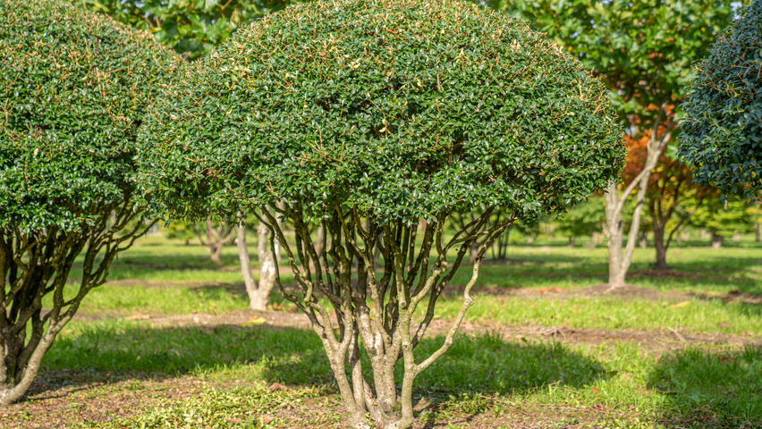 Osmanthus x burkwoodii multi-troncs forme parasol