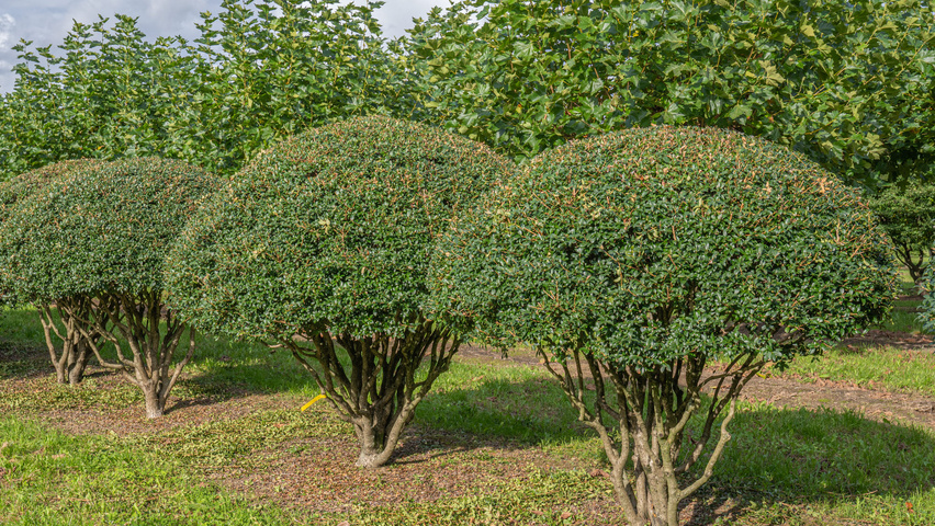 Osmanthus x burkwoodii multi-troncs forme parasol