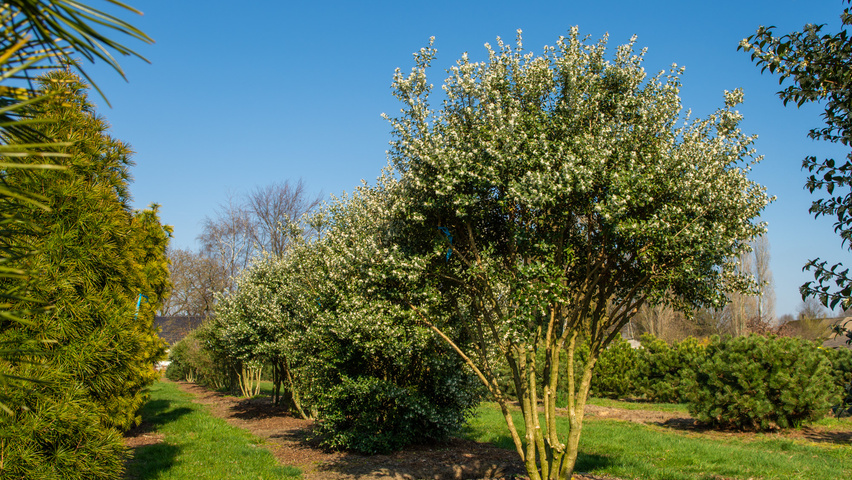 Osmanthus x burkwoodii multi-troncs forme parasol