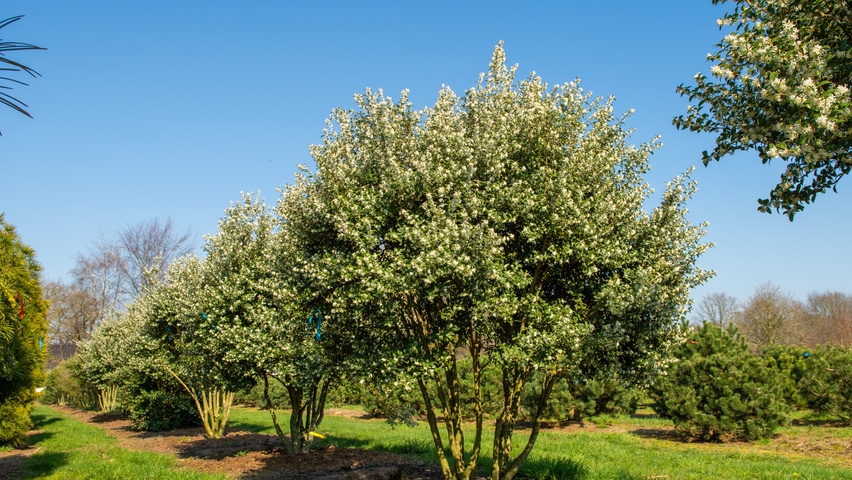 Osmanthus x burkwoodii multi-troncs forme parasol