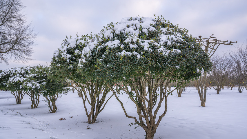 Osmanthus x burkwoodii multi-troncs forme parasol