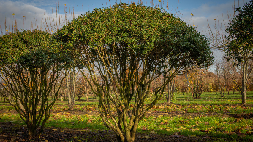 Osmanthus x burkwoodii multi-troncs forme parasol