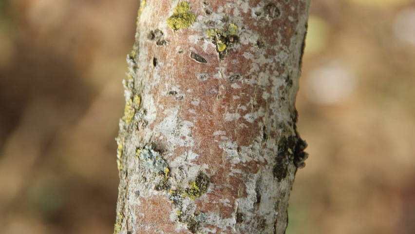 Osmanthus x burkwoodii rameaux